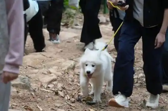 深圳首条宠物友好郊野径来了！全程2公里，毛孩子也能撒欢