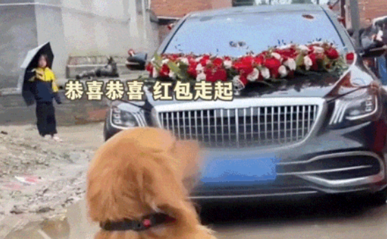 金毛主动上前拦住了婚车，居然收到了红包