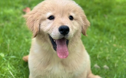 金毛犬长期扰民 达州开出首张遛狗不拴绳罚单