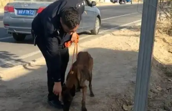 新疆洛浦：警犬“杰克”立大功！6小时速破商店盗窃案