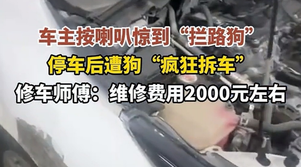 2026开年魔幻名场面！广东双狗为“爱情”拆车，车主欲哭无泪