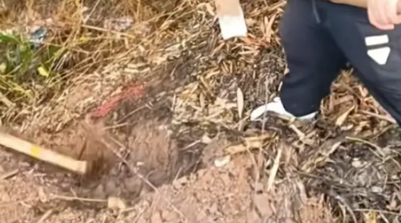 四川一男子家养了16年的老狗走了，男子给了它一个体面的葬礼