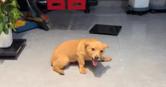 结婚当天狗狗犯错被教育，最后的变脸更让人笑得肚子疼