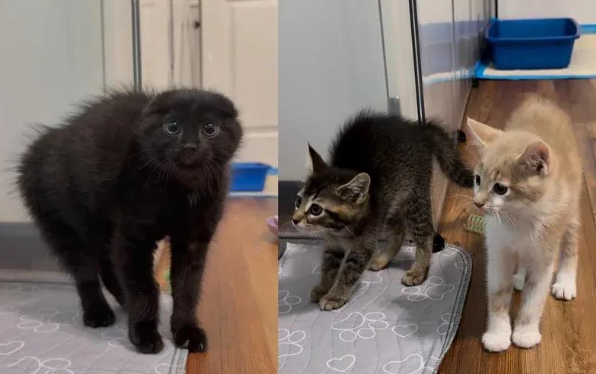 毛茸茸的炸毛团，被家猫教会了信任，结局暖哭了无数人