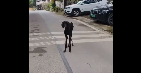 重庆女子南山遇瘦骨嶙峋流浪动物 难辨羊狗引关注