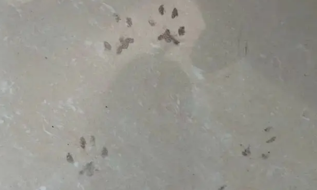 狗狗离世后，我在旧衣口袋摸到一撮它的毛发，汪：这个留给妈妈