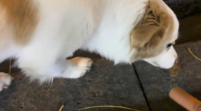 男子好心给路边啃竹签的狗子买火腿肠，结果狗子主人是饭店老板