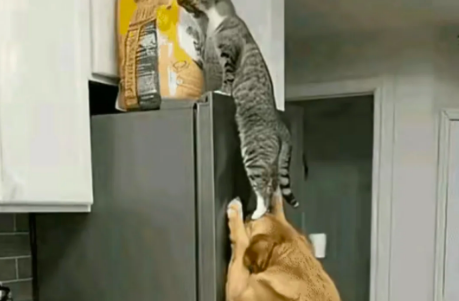 狗子和猫咪半夜合作偷吃，结果半路杀出个主人