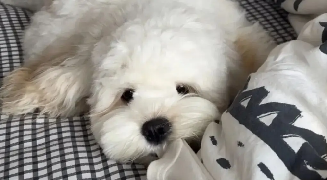 当主人想独处一会儿，但家里的狗不同意