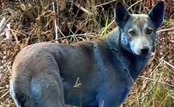 切尔诺贝利禁区惊现蓝色犬群：一场跨越时空的生态警示