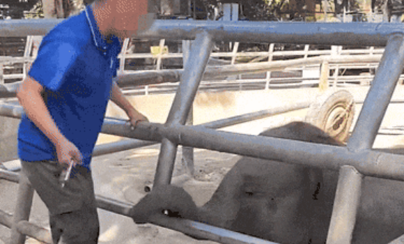 饲养员用锁具猛砸小象引众怒！野生动物园致歉