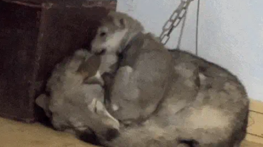 以为是父女，没想到是夫妻，两狗闯祸主人被全网追着骂