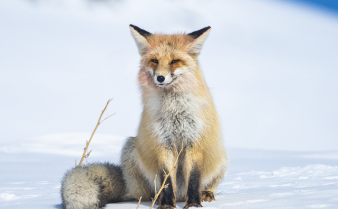 阿勒泰一野生狐狸咬人后被打死？当地通报：系短暂晕厥