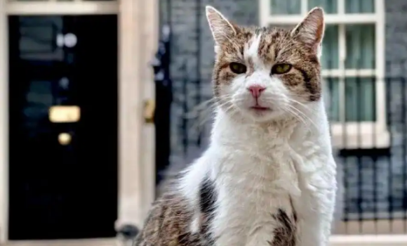 斯塔默上海偶遇捕鼠官：我们得把“拉里”也带回去