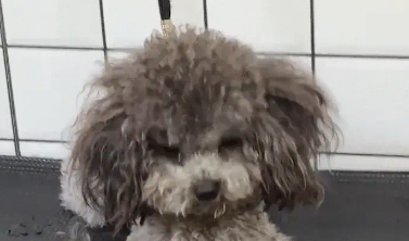 狗子上下打量了店员，并翻了个白眼。狗：你什么身份？也配伺候我