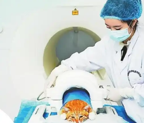 “它经济”崛起，江西宠物经济如何“出圈”？