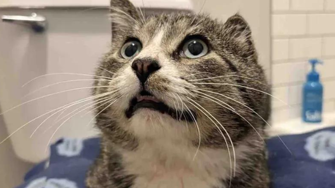 流浪一年，街头恶霸猫被救助后秒变甜心话痨