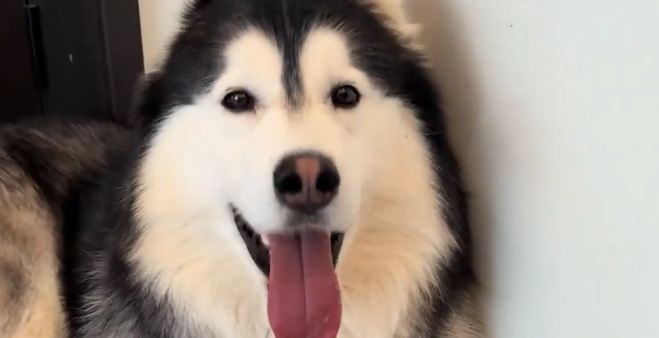 男子带哈士奇去“挑衅”老婆，下一秒关门跑路，二哈：你是真狗，我是真惨！