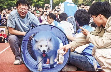 宠物嘉年华上演“萌宠总动员”
