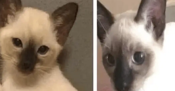 女子在路边捡了只流浪猫，带回家猫脸在慢慢变黑，检查后很惊喜