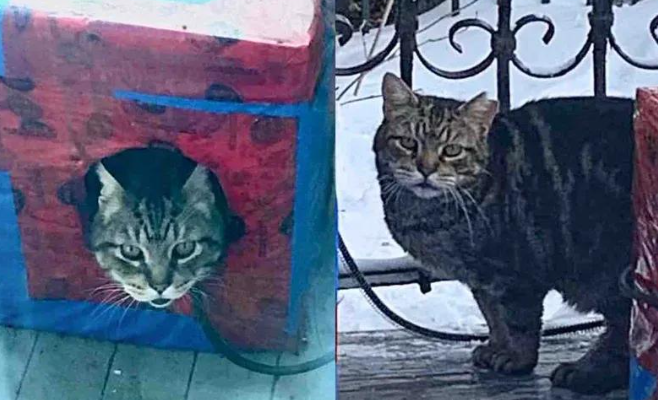 在外流浪多年的狸花猫，被带回家检查才发现满口烂牙