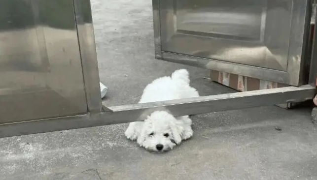 女子下班回家看见小狗排排钻到铁门下面，六只小脑袋都出不来了