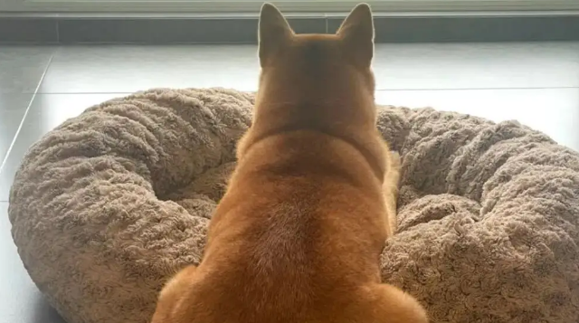 网友说她家柴犬很八卦，本来我不信，但一看…哈哈哈