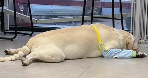 吃馒头的拉布拉多看到馒头老板没来，直接化身“望馍犬”