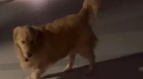 网友家的狗凌晨3点去欺负别人家边牧，没想到被边牧反制