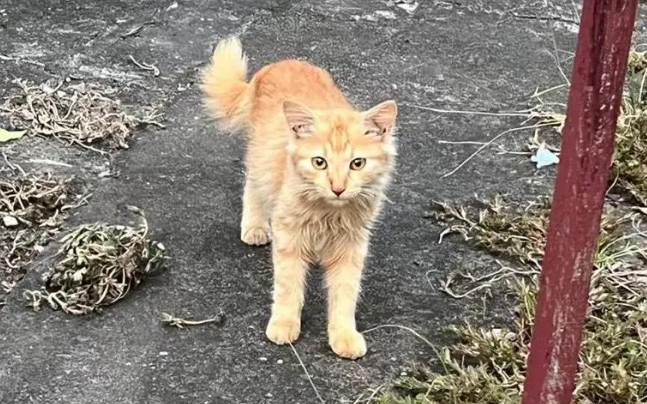 触目惊心！流浪猫血被抽干，每袋卖800元！