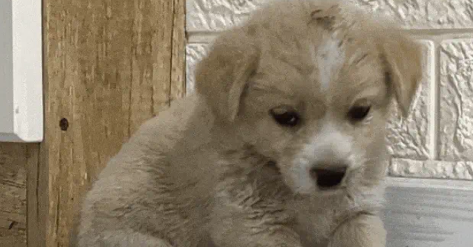 捡回的流浪狗僵坐3小时不敢睡，暖心守护3天，直接翻着肚皮酣睡