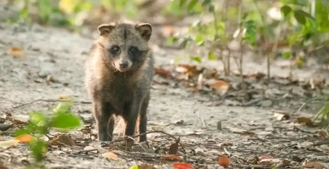 上海第四次“貉口普查”结果公布：分布区域扩大