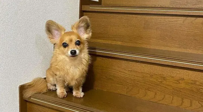 路边捡到一只小串串狗，没想到长大后颜值逆天