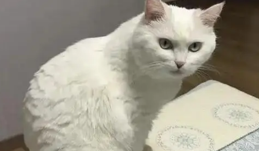 他丢弃的猫抓板，却被流浪猫当成珍宝，用执着赌赢了余生幸福