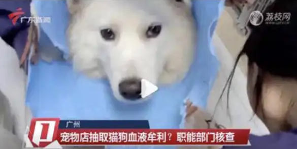 血猫事件有判例证据：广州一宠物医院实习员工曾搜证爆料
