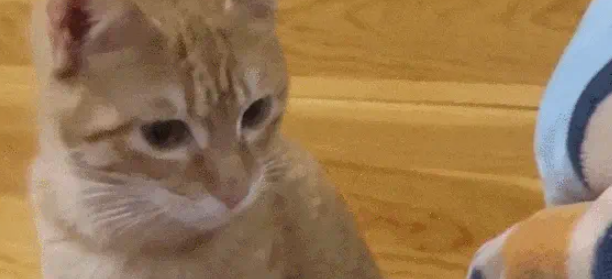 猫妈带娃也看颜值，丑娃全丢给铲屎官，家庭“帝”位一目了然