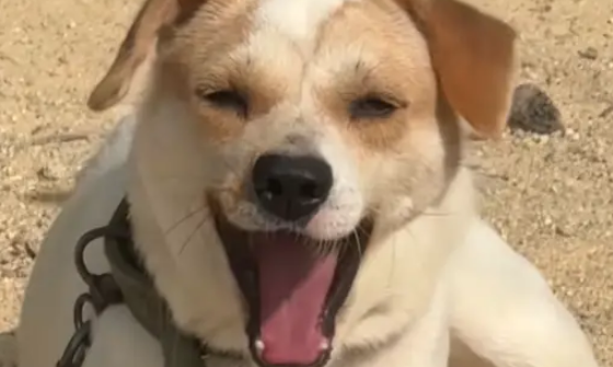 爷爷养的小土狗竟会斜嘴笑，感觉有点拽有点痞帅