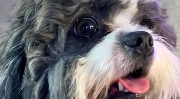 小狗在清迈第一次看到大象，看给孩子都吓成啥了