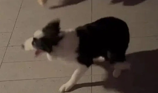 网友家的狗凌晨3点去欺负别人家边牧，没想到被边牧反制