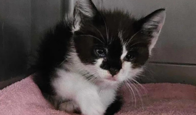 被遗忘的小猫，用一个眼神抓住救命稻草