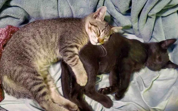 小黑猫因病摘除眼球，哥哥寸步不离