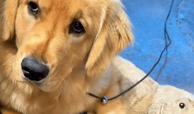 穿上新买的狗爪棉鞋，让自家金毛陷入沉思，汪：露出狗脚了吧