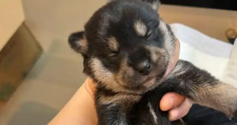 妹子收养两只流浪狗，毛色天差地别，两年后长成“双胞胎”！