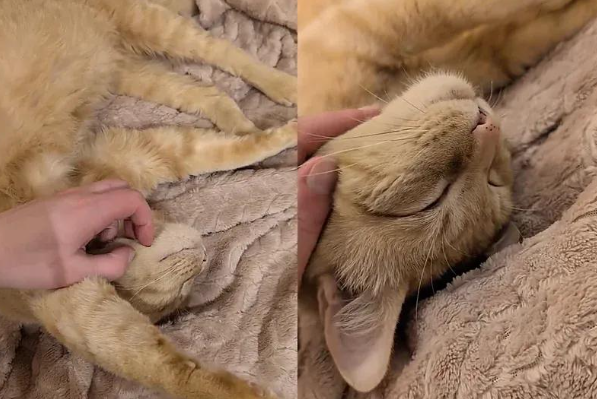 流浪猫雨夜求助，却意外开启奇幻喵生，网友直呼这就是命！