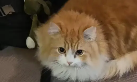 深夜的6楼，男子与猫咪的意外相逢，开启一段充满温情的生活