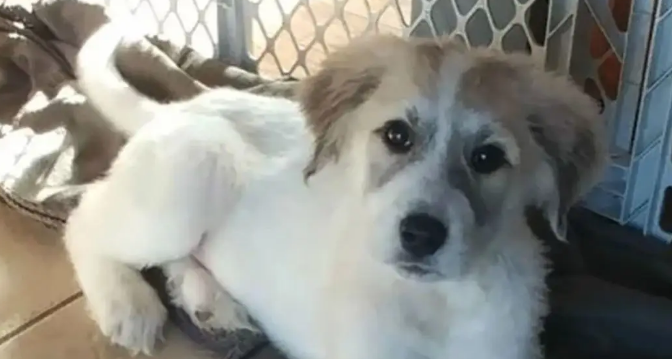 网友捡了6只快死了的无毛小奶狗，没想到养着养着……变成了大白熊