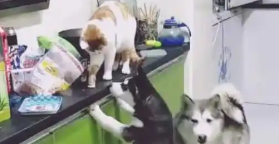 狗子和猫咪半夜合作偷吃，结果半路杀出个主人