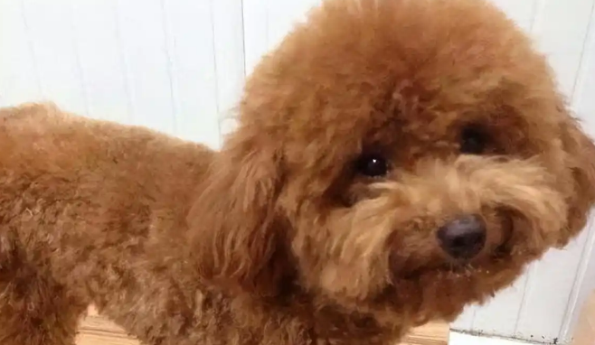 泰迪狗挣脱绳扑人致惊吓，攀枝花一宠物狗主人被处罚