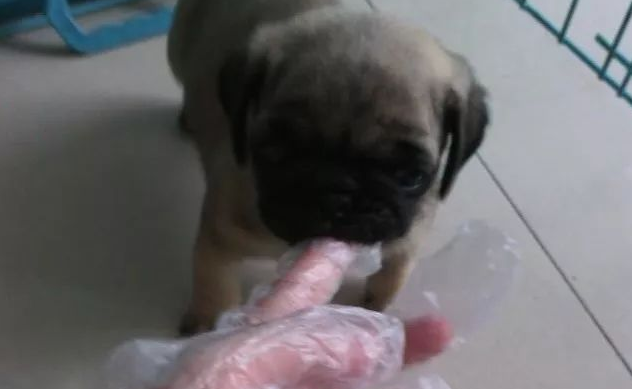 宠主摸了这个逗狗狗，却被狗狗追着咬