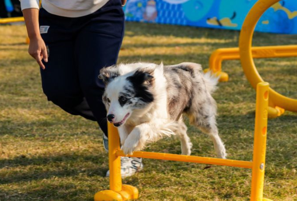 这场宠物嘉年华，为“人宠友好”打了个样